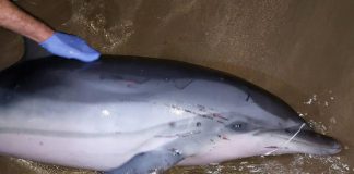 Senasa confirma la muerte de un delfín por gripe aviar en Piura