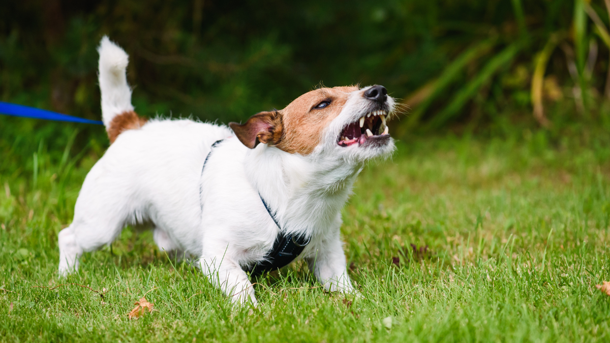 ¿Por qué nuestras mascotas se vuelven agresivas?