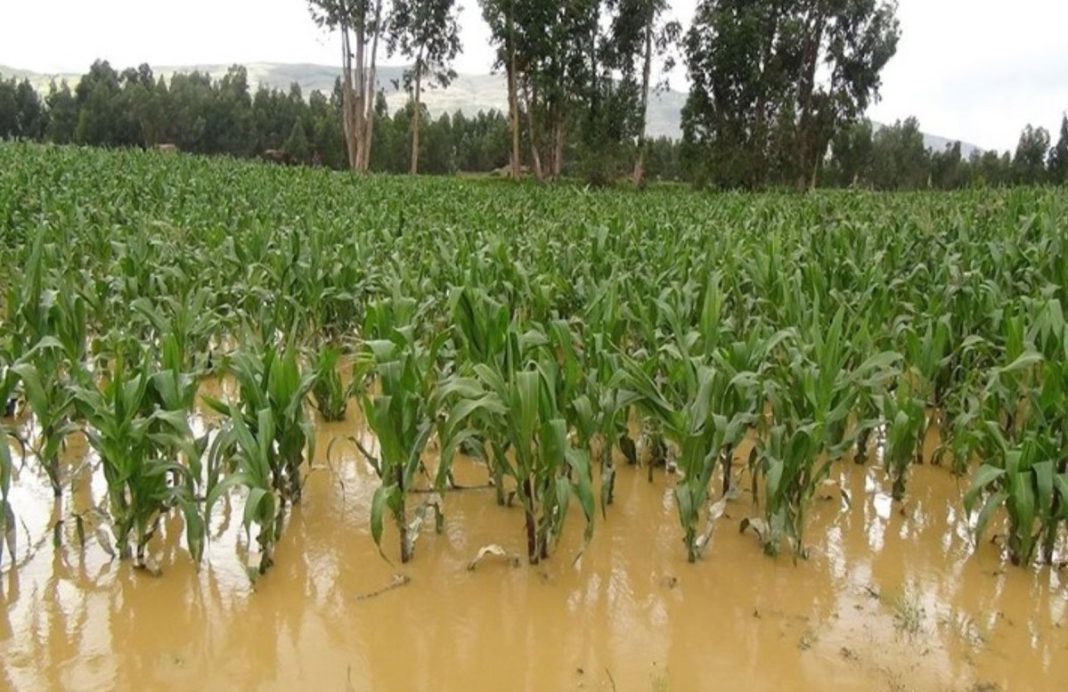 Piura: casi 11 mil hectáreas de cultivo afectadas por las lluvias dejan pérdidas económicas superiores a los S/40 mil