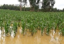 Piura: casi 11 mil hectáreas de cultivo afectadas por las lluvias dejan pérdidas económicas superiores a los S/40 mil