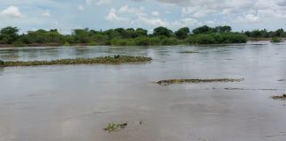 Pobladores del Bajo Piura temen volver a vivir un desborde del río 
