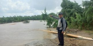 Más de S/ 8 millones perdidos tras la inundación de cultivos por desborde del río en el Medio Piura