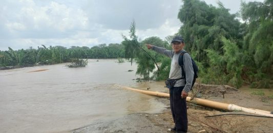 Más de S/ 8 millones perdidos tras la inundación de cultivos por desborde del río en el Medio Piura