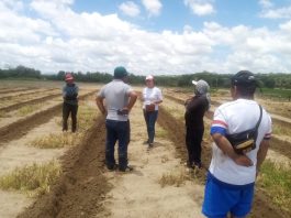 Tambogrande: lluvias dejan 350 hectáreas de cultivo afectadas en el centro poblado la Peñita.