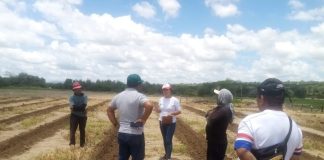 Tambogrande: lluvias dejan 350 hectáreas de cultivo afectadas en el centro poblado la Peñita.