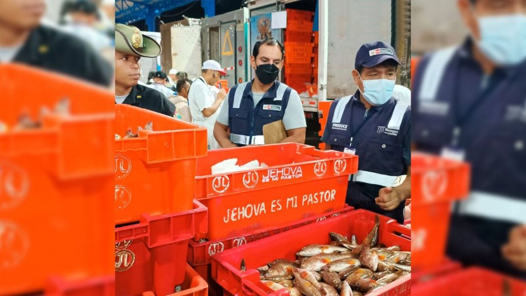 Piura: decomisan media tonelada de cabrilla en el terminal pesquero José Olaya. / Foto difusión.