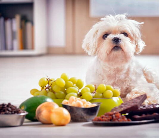Estas son las frutas que tu mascota puede comer para tener una vida sana