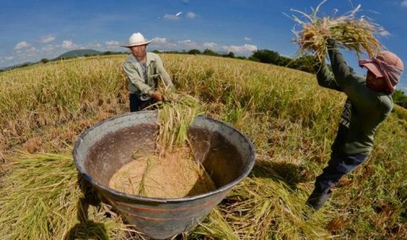 Piura: agricultores piden que el precio del arroz se mantenga pese a contexto actual