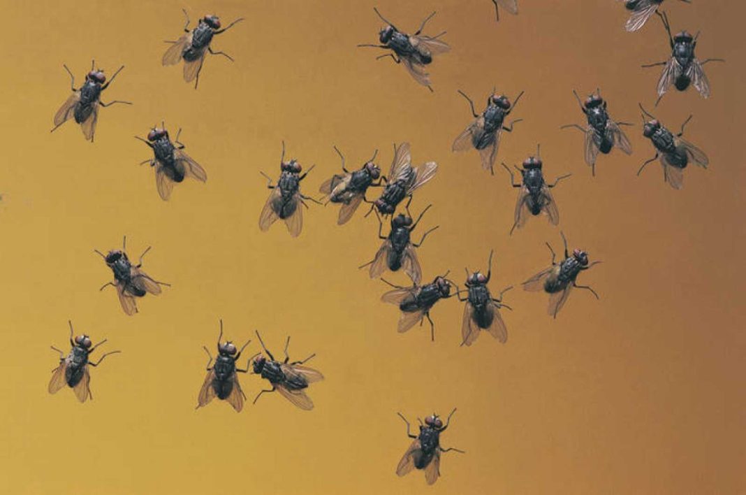 Combate la plaga de moscas con estos métodos caseros