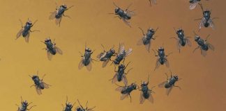 Combate la plaga de moscas con estos métodos caseros