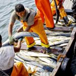 Bono del Pescador: más de 1,700 pescadores son incorporados en la lista de beneficiados. / Foto: TV Perú.