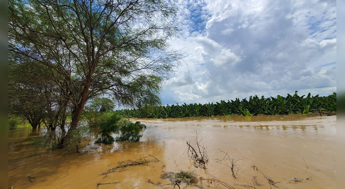 Más de 142 mil productores piuranos que son afectados por las lluvias necesitan de bono agrario Más de 142 mil productores piuranos que son afectados por las lluvias necesitan de bono agrario.