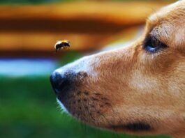 Seis maneras de proteger a tus mascotas de los insectos