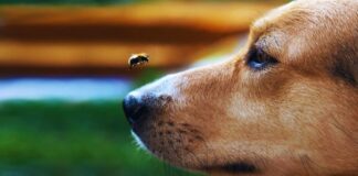 Seis maneras de proteger a tus mascotas de los insectos