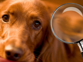¿Sabías que los perros pueden detectar enfermedades?: aquí te lo contamos