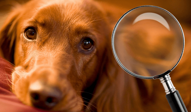 ¿Sabías que los perros pueden detectar enfermedades?: aquí te lo contamos