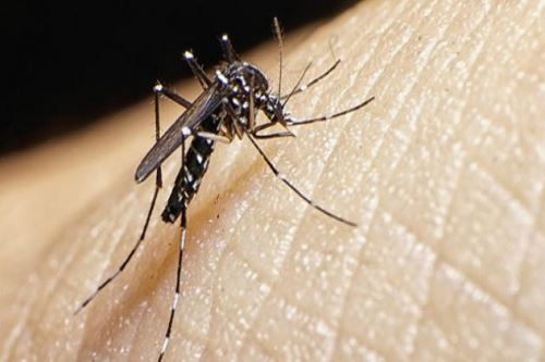 Emergencia por dengue: ¿cuál es el mosquito que pica y cómo evito contagiarme?