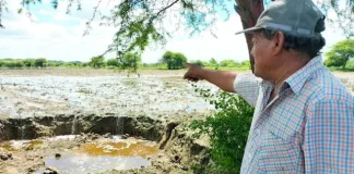 Piura: cultivos continúan inundándose por aguas de la quebrada Pajaritos 