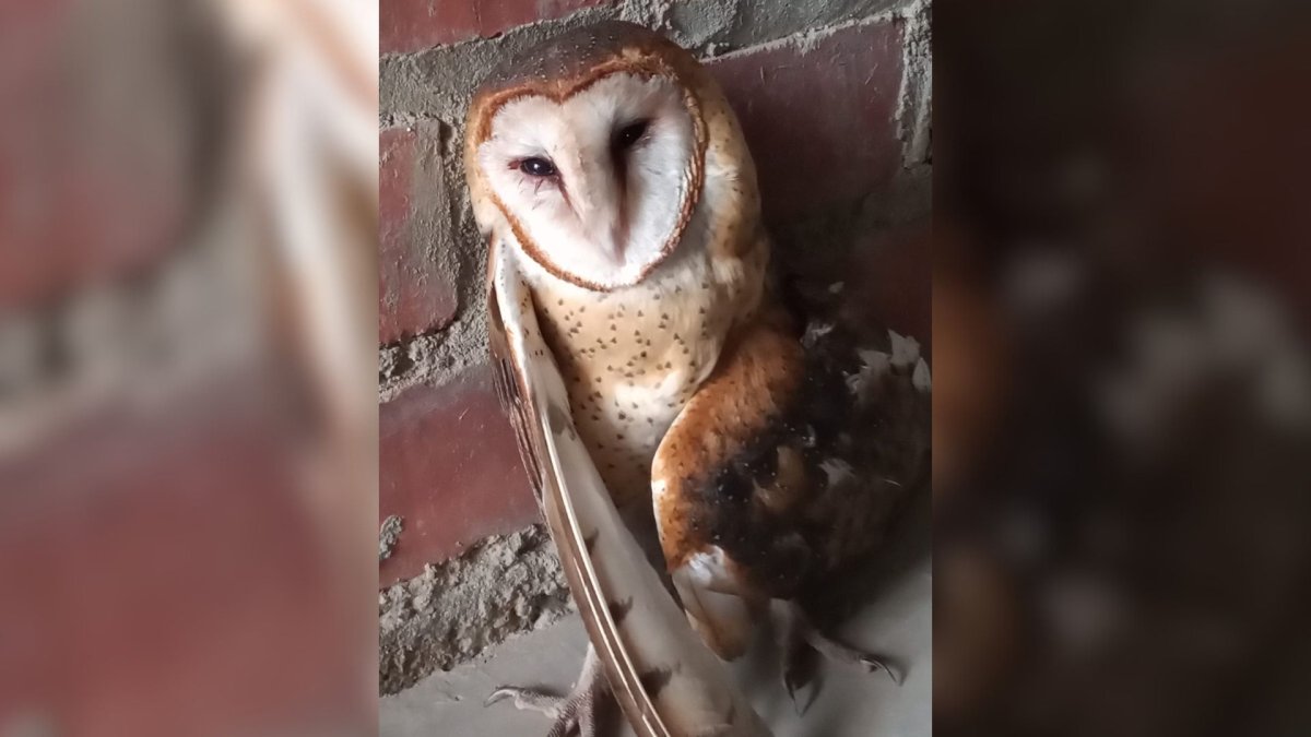 Rescatan a búho en peligro de extinción que cayó en el A.H. Los Geranios. / Foto difusión.