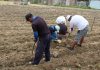 Piura: impulsan proyecto piloto para la siembra de orégano en Tambogrande