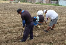 Piura: impulsan proyecto piloto para la siembra de orégano en Tambogrande