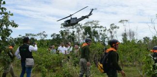 Destruyen más de 3,000 hectáreas de cultivos ilegales de coca en lo que va del año.