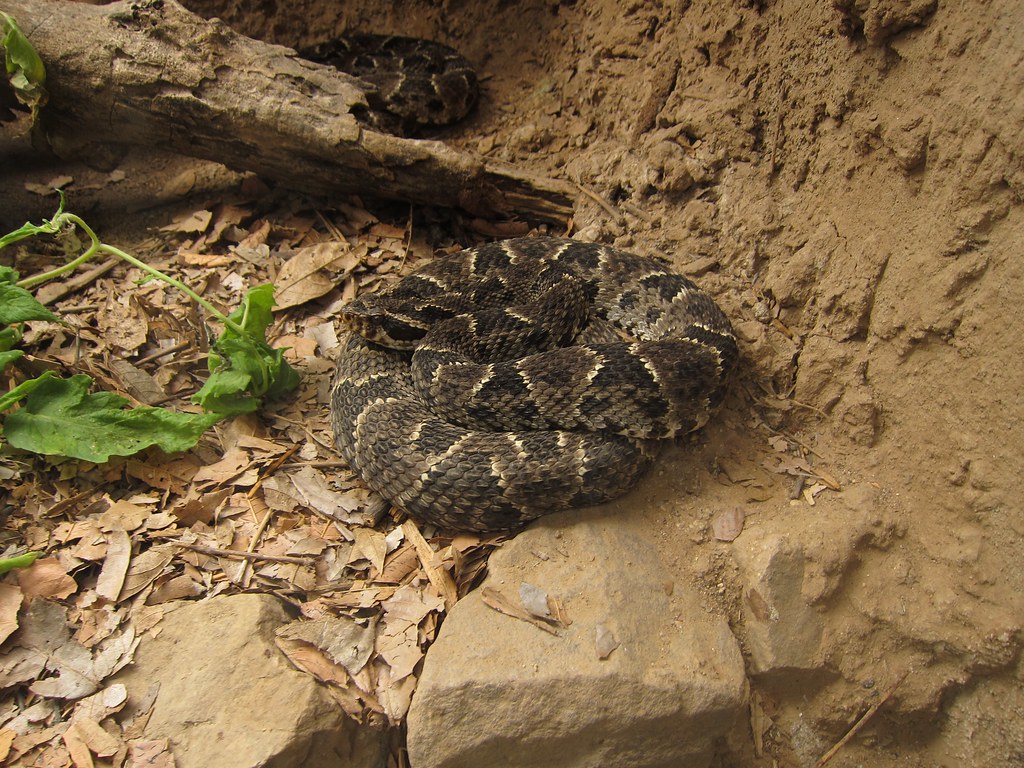 La Arena: mujer queda grave tras ser atacada por serpiente