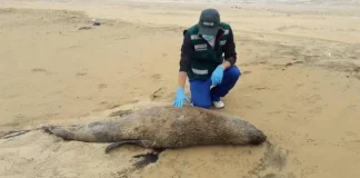 Piura: reportan muerte de aves y lobos marinos en playas de Talara