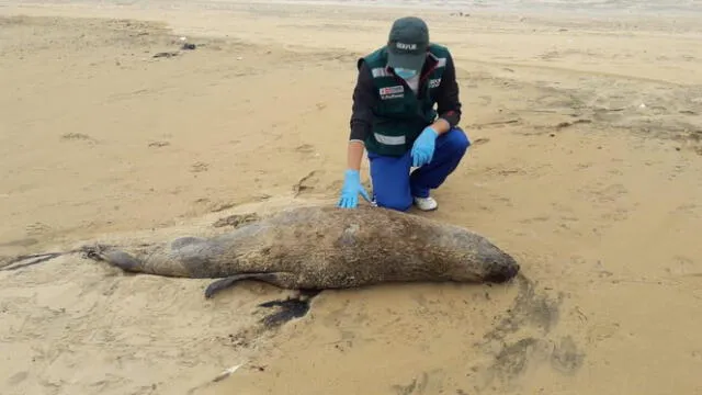 Piura: reportan muerte de aves y lobos marinos en playas de Talara