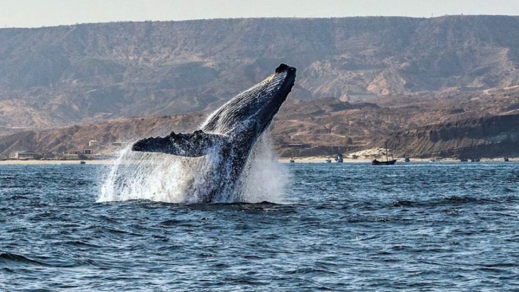 Avistamiento de ballenas: espectáculo en el mar norteño inicia este 15 de julio.