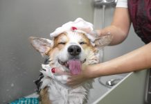 Bañar a un perro
