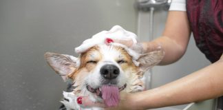 Bañar a un perro