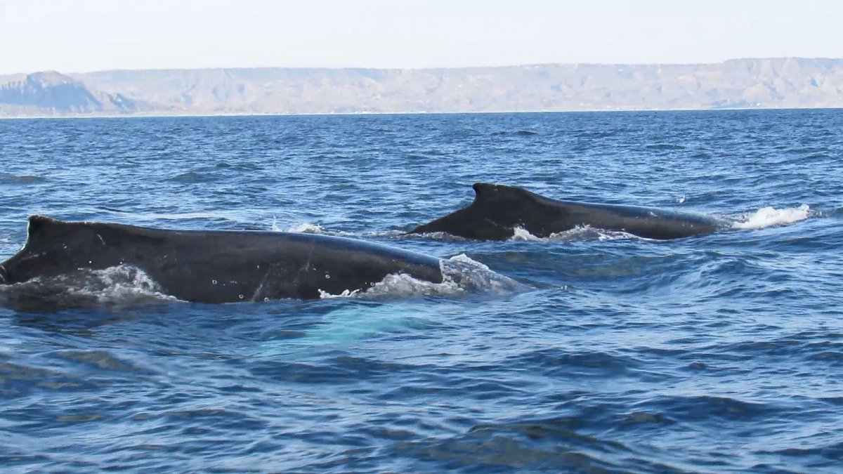 Avistamiento de ballenas: temporada generaría impacto económico de S/ 18 millones.