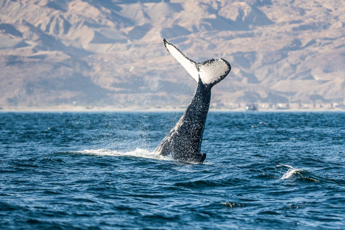Avistamiento de ballenas: temporada generaría impacto económico de S/ 18 millones.