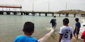 Pobladores de Tumbes alarmados por aparición de pez remo de casi 3 metros