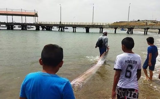Pobladores de Tumbes alarmados por aparición de pez remo de casi 3 metros