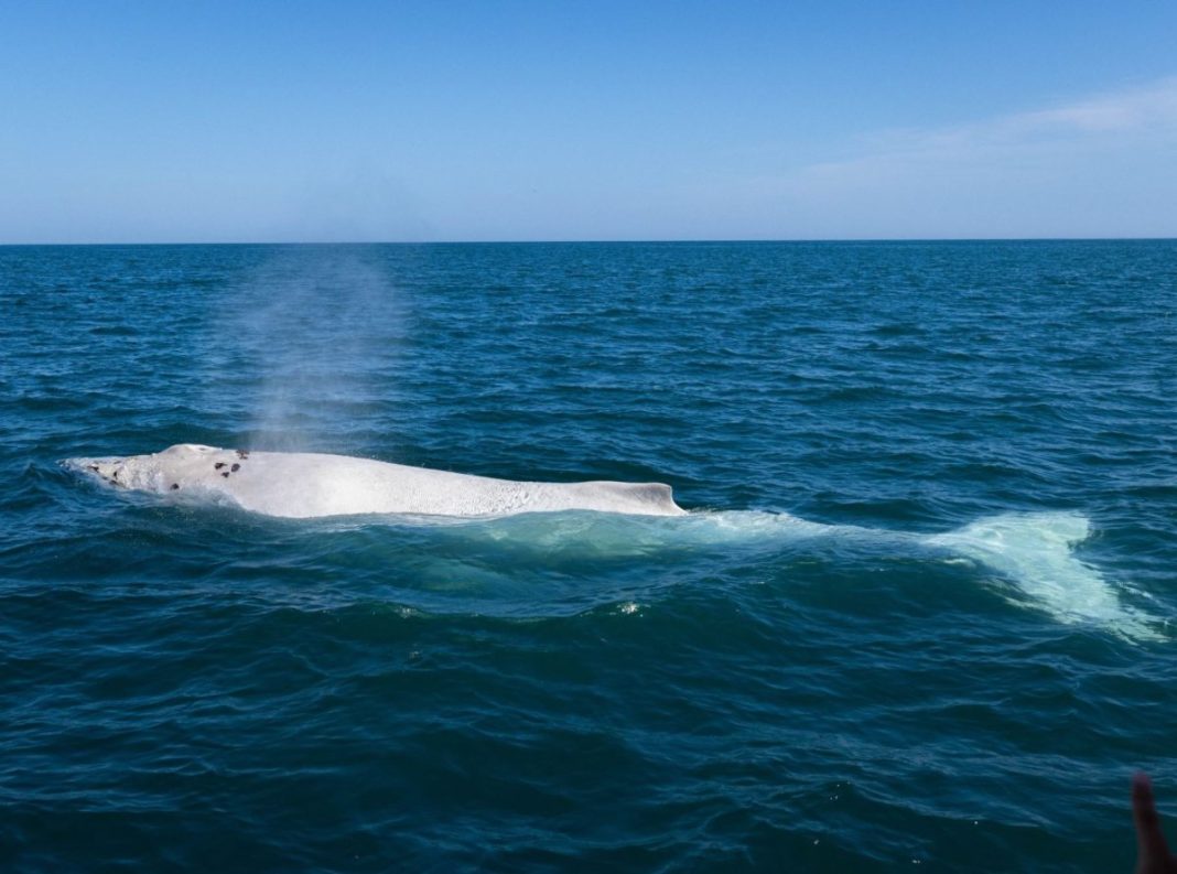 Asombroso avistamiento: ballena blanca aparece por primera vez en mar peruano | VIDEO