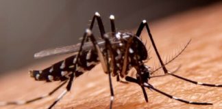 Dengue: zancudos se propagarían con aumento de temperaturas