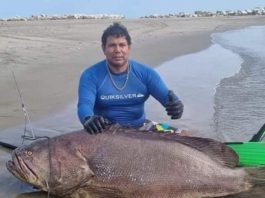 Tumbes: logran pescar un mero de 105 kilos