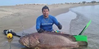 Tumbes: logran pescar un mero de 105 kilos
