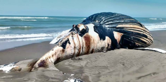 Talara: ballena jorobada muere tras varar en la playa de Negritos.