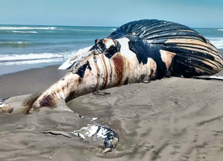 Talara: ballena jorobada muere tras varar en la playa de Negritos.