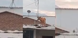 "La vaca techera": captan a animal recorriendo tejados de viviendas en Chulucanas