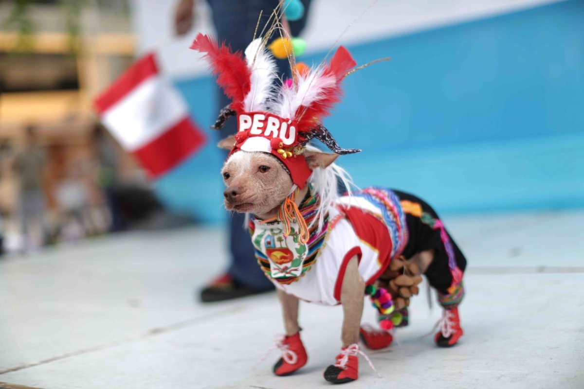 Piura: realizarán concurso de disfraces "Unidos por nuestras mascotas" este viernes 18 de agosto