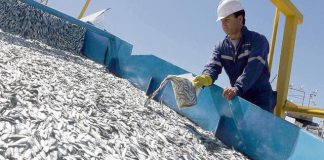 Sector pesquero espera reanudar extracción de anchoveta