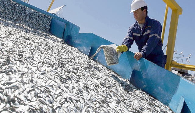 Sector pesquero espera reanudar extracción de anchoveta