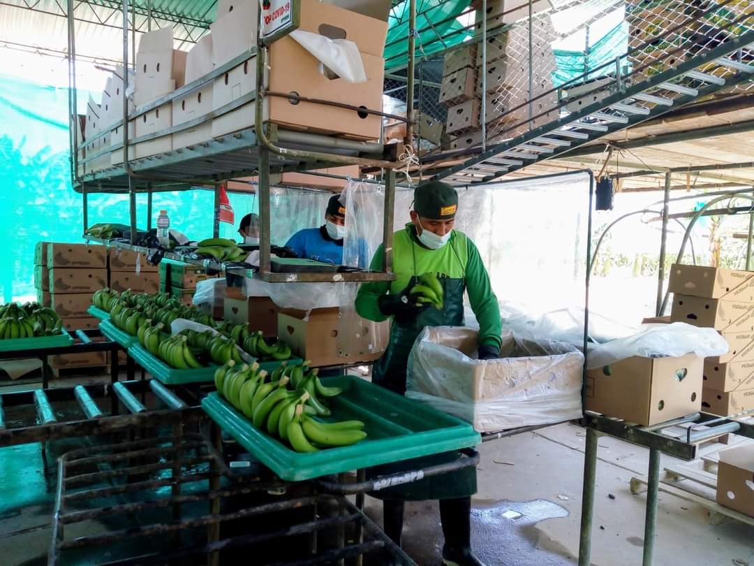 Contenedor con 22 toneladas de puré de banano orgánico parte al mercado europeo.