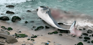 Abren investigación por tráfico ilegal de especies tras caso de ballena varada