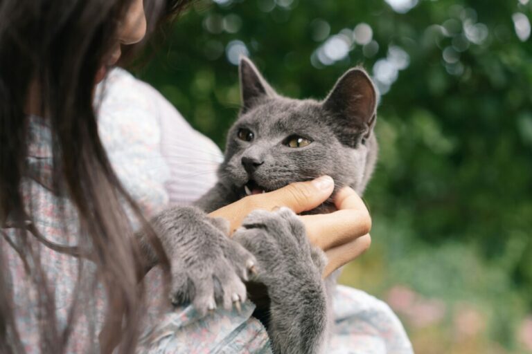 Conoce cómo las mascotas ayudan a reducir el estrés y mejorar la salud mental