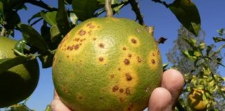 GORE Piura y SENASA unen esfuerzos para controlar plagas en el limón